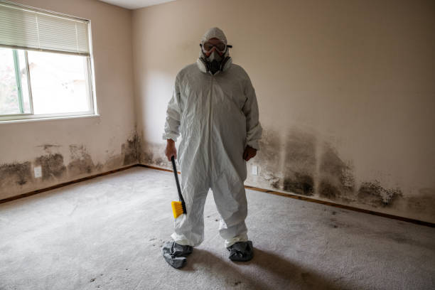 Reliable Knoxville, TN Mold Removal Solutions